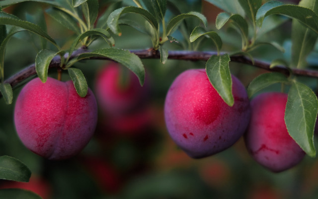 Branch ripe plums leaves red free wallpaper - medium preview image