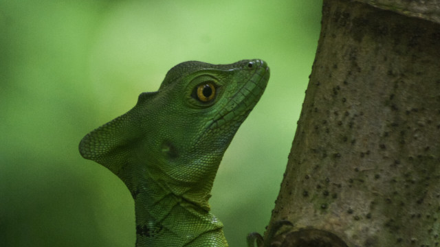 Green lizard climbing tree fruit free wallpaper - medium preview image