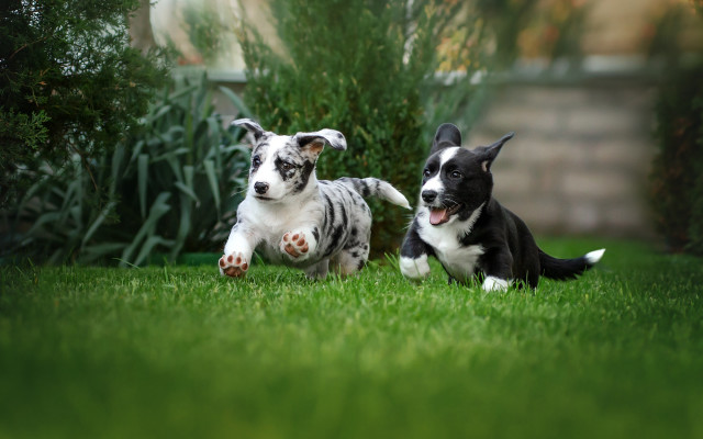 Dogs playing grass yard bush free wallpaper - medium preview image