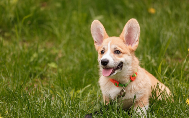 Dog grass toy blurry nature free wallpaper - medium preview image