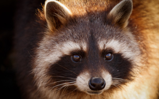 Raccoon blurry background photorealistic animal free wallpaper - medium preview image