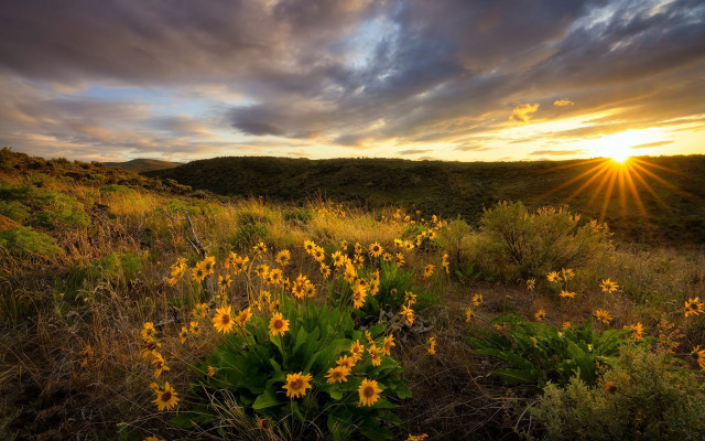 Yellow flowers sunset horizon grass free wallpaper - medium preview image