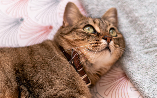 Cat lying blanket collar eyes free wallpaper - medium preview image