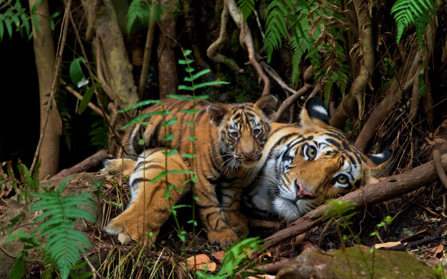 Tiger woods smile puzzle nature free wallpaper - medium preview image