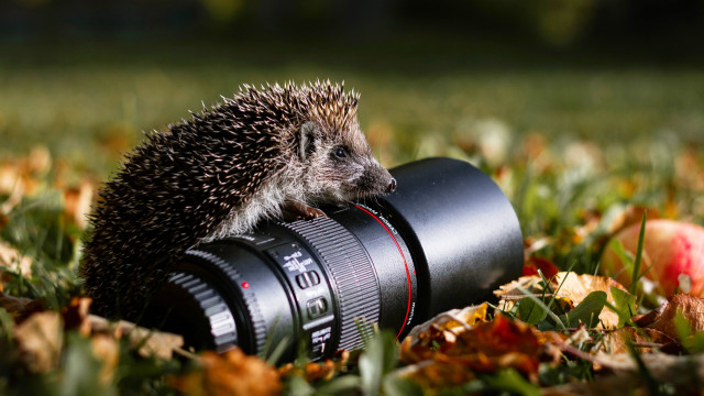 Hedgehog camera lens grass apples free wallpaper - medium preview image