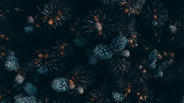 Pine cones microscopic art christmas free wallpaper - medium preview image
