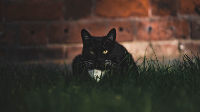 Black cat grass brick wall free wallpaper - medium preview image