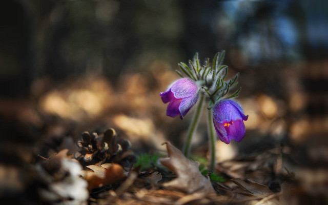Purple flower woods pine cones free wallpaper - medium preview image