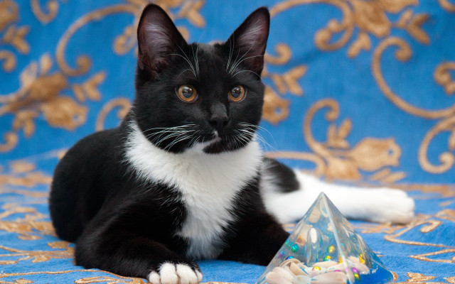 Black cat birthday hat tablecloth free wallpaper - medium preview image