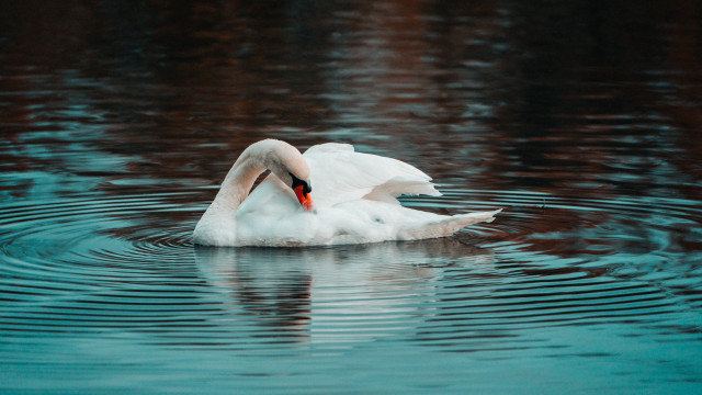 White swan pond ripples red free wallpaper - medium preview image