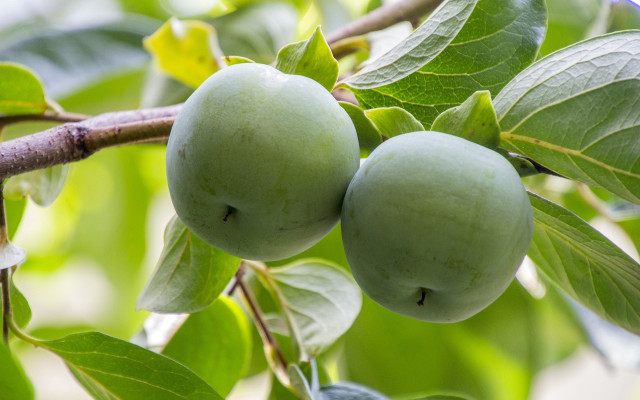Green apples tree leaves blurry free wallpaper - medium preview image