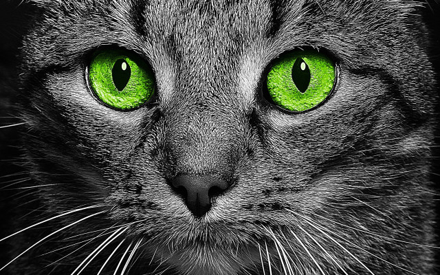 Cat green eyes black background #3 free wallpaper - medium preview image