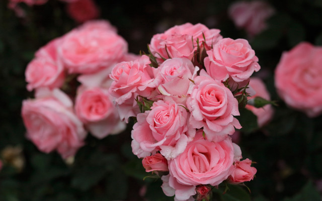 Pink roses garden macro bokeh free wallpaper - medium preview image