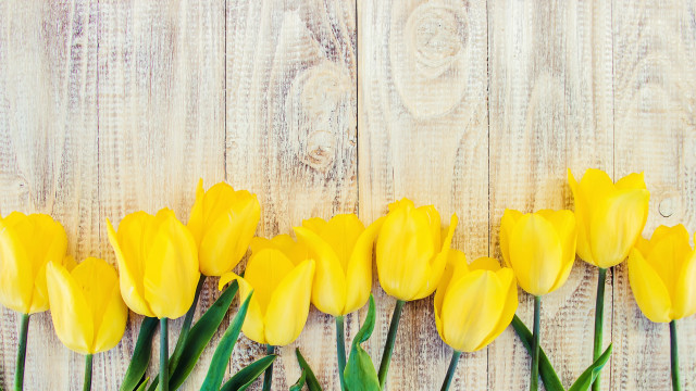 Yellow flower field daisy honey free wallpaper - medium preview image