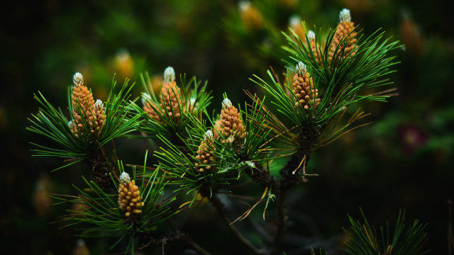 Pine cones closeup bokeh nature free wallpaper - medium preview image