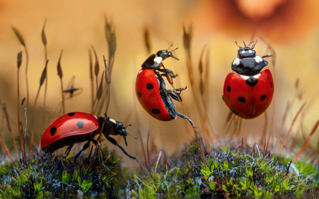 Ladybugs moss ground plant macro free wallpaper - medium preview image