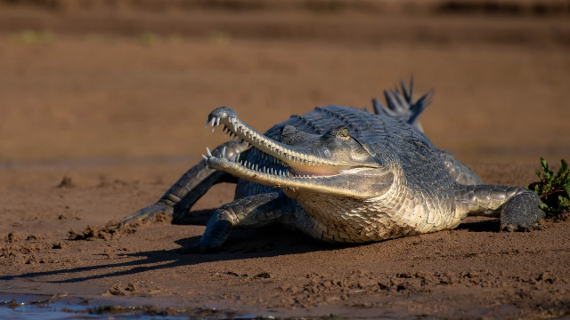 Crocodile open mouth sunset desert free wallpaper - medium preview image