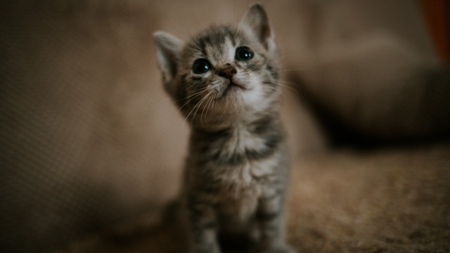 Curious black cat blue eyes #2 free wallpaper - medium preview image