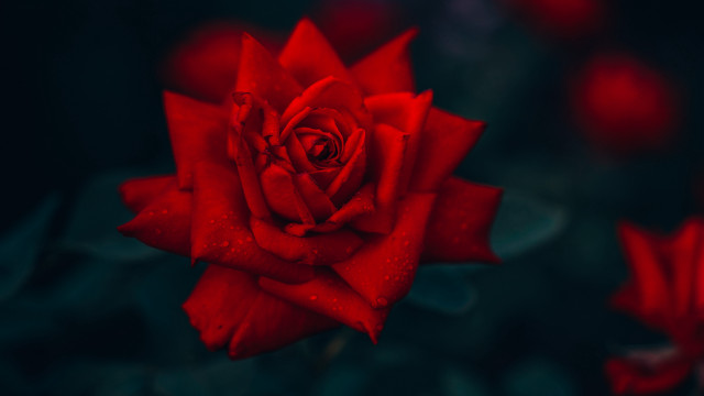 Red rose water droplets blurry #2 free wallpaper - medium preview image