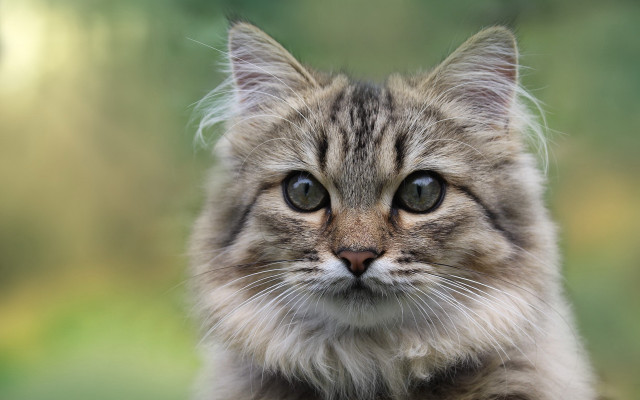 Sad cat blurry background symmetrical free wallpaper - medium preview image