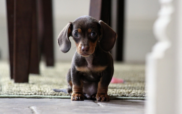Small dog on rug outdoor free wallpaper - medium preview image
