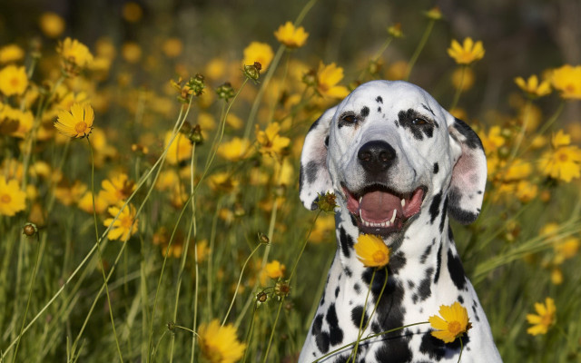 Dalmatian yellow flower field cheerful free wallpaper - medium preview image