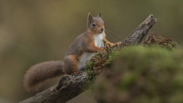 Squirrel mossed branch blurry background free wallpaper - medium preview image