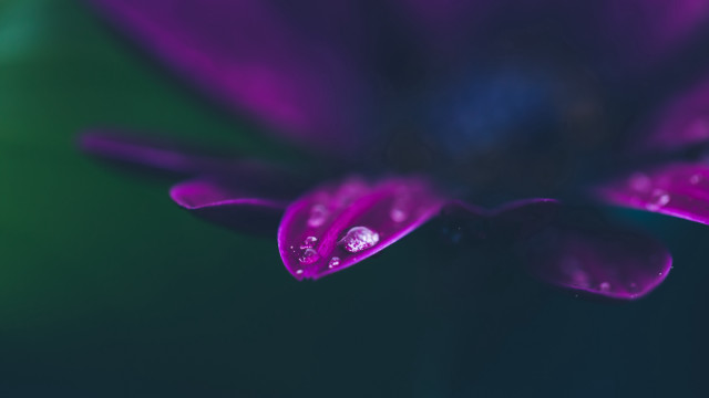 Purple flower water droplets green #3 free wallpaper - medium preview image