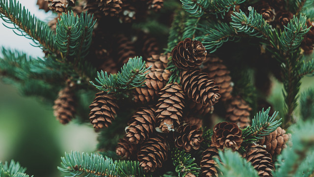 Pine cones closeup nature blurry free wallpaper - medium preview image