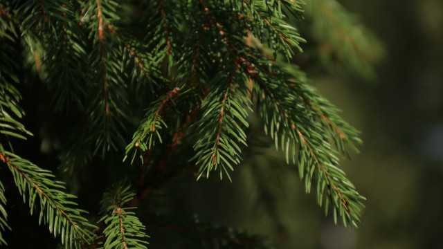Pine needle branch blurry background #2 free wallpaper - medium preview image