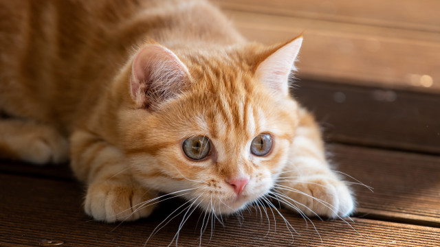 Cat wooden floor wideeyes photorealistic free wallpaper - medium preview image