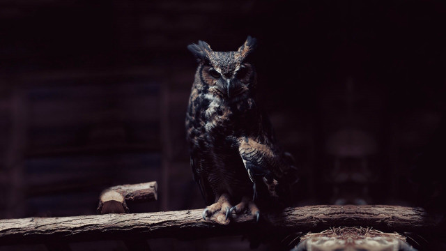 Owl branch dark room wooden free wallpaper - medium preview image