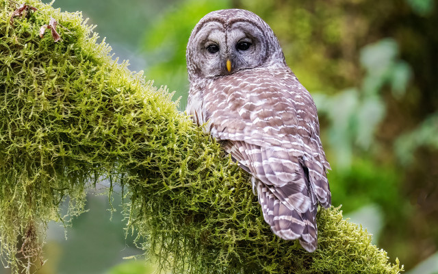 Owl perched mossy branch sad free wallpaper - medium preview image
