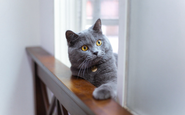 Gray cat window sill surprised free wallpaper - medium preview image