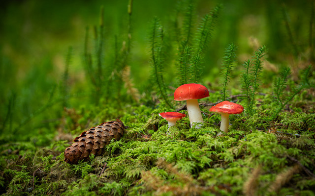 Mushrooms green field foliage forest free wallpaper - medium preview image