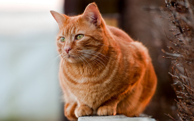 Cat ledge serious green eyes free wallpaper - medium preview image