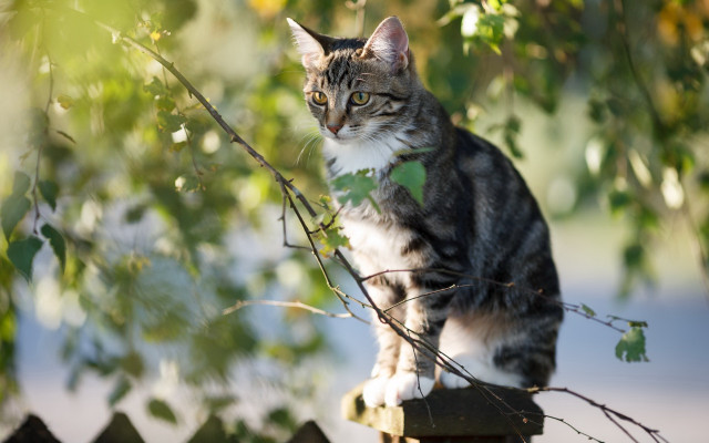 Cat fence green collar tree free wallpaper - medium preview image