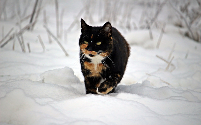 Cat snowy woods blurry winter free wallpaper - medium preview image