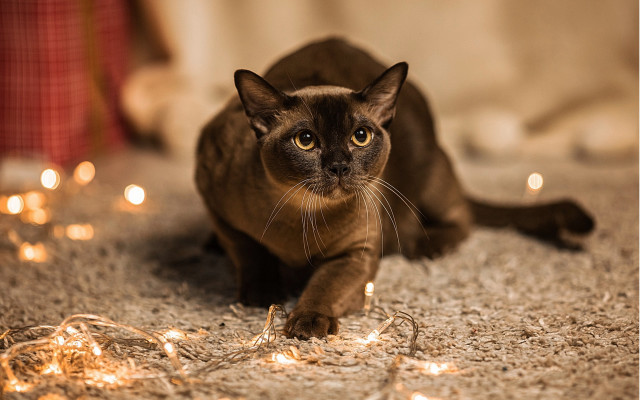 Cat laying on sand with free wallpaper - medium preview image
