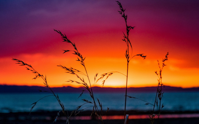 Sunset ocean plants pink orange free wallpaper - medium preview image