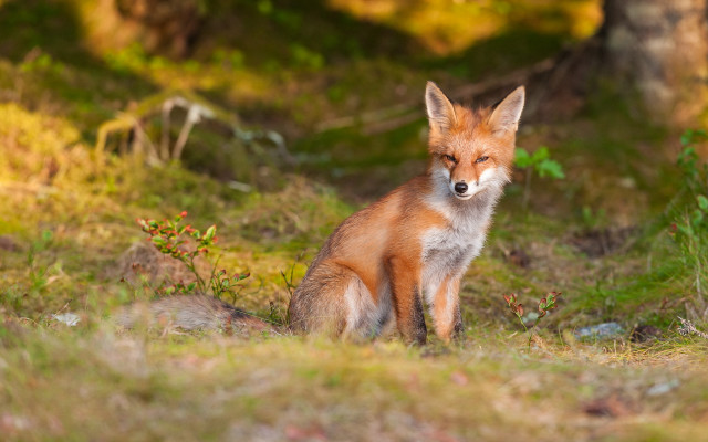 Red fox curious grass autumn free wallpaper - medium preview image