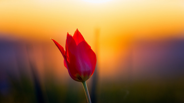 Red flower yellow sky macro free wallpaper - medium preview image