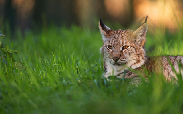 Lynx sad look grass nature free wallpaper - medium preview image