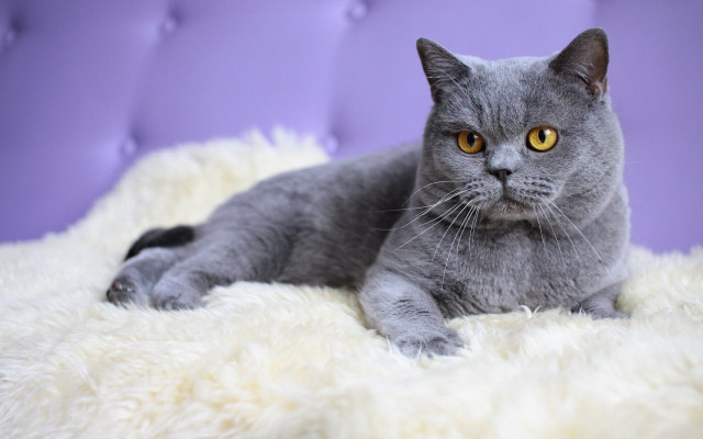 Gray cat fluffy blanket purple free wallpaper - medium preview image