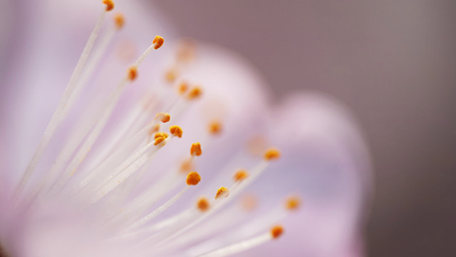 Flower closeup blurry background macro #5 free wallpaper - medium preview image