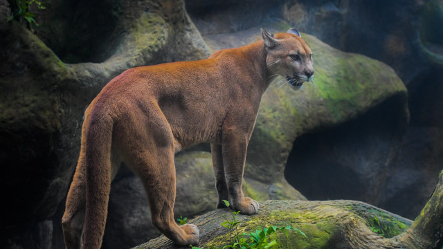 Sumatran brown animal forest branch free wallpaper - medium preview image