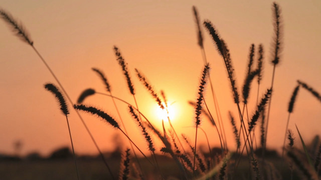 Field tallgrass sunset skyline forest free wallpaper for desktop - medium preview image