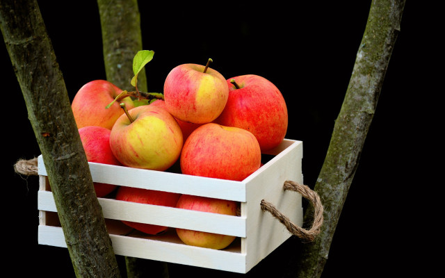 Apple crate forest branch rope free wallpaper - medium preview image