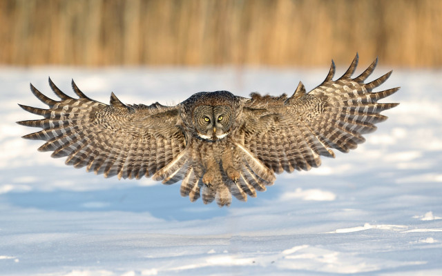 Large owl flying over snow free wallpaper - medium preview image