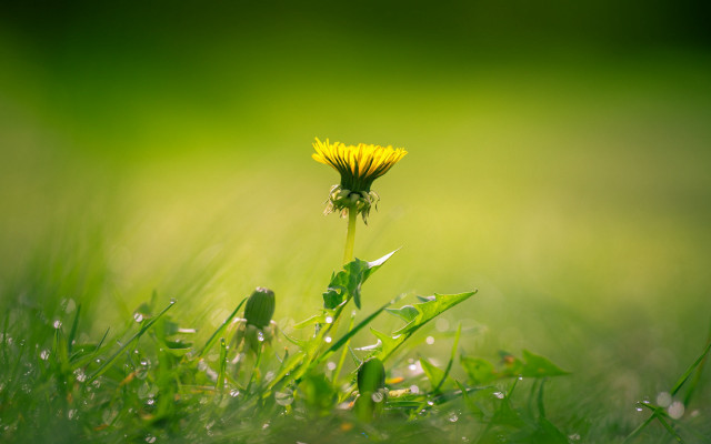 Dandelion dew grass macro nature free wallpaper - medium preview image